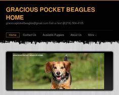 Gracious Pocket Beagles