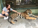 Tiger Kingdom Thailand